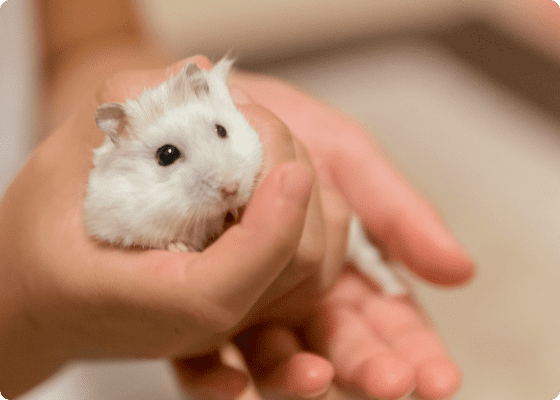 ペットシッターが小動物(爬虫類やインコ、ハムスター、うさぎなど)のお世話をする様子